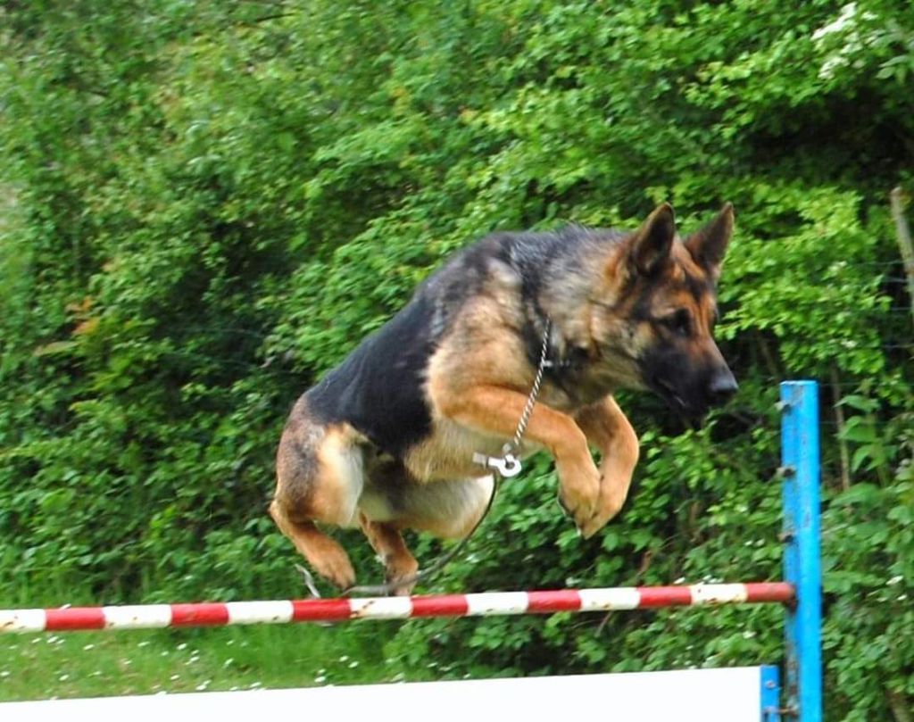 Jessy du Domaine Des Crocs Fideles