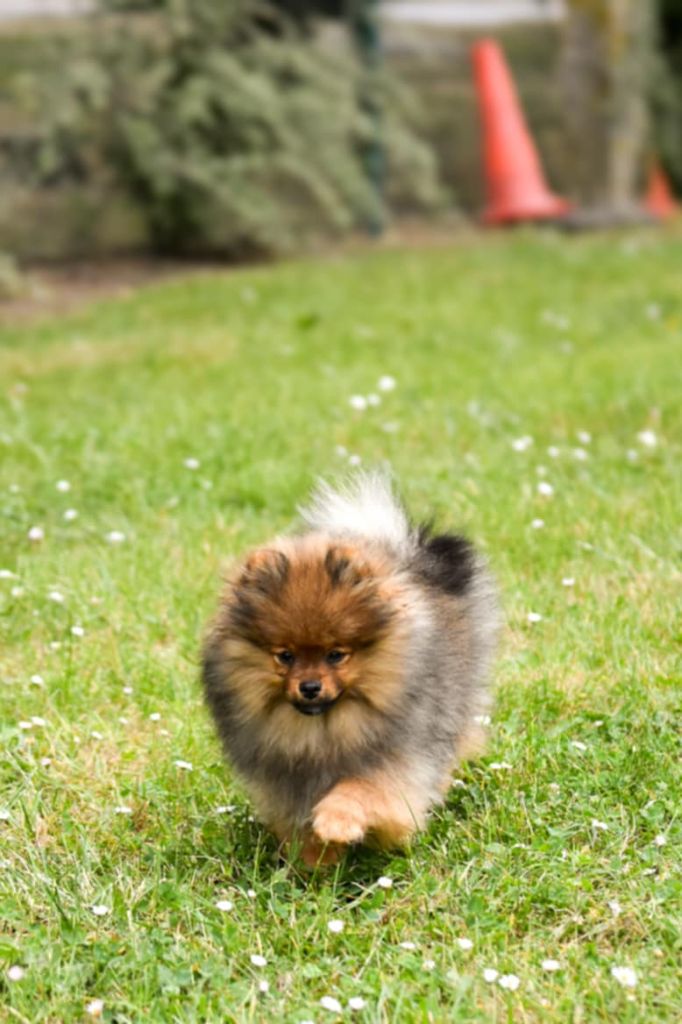 du Domaine Des Crocs Fideles - Chiots disponibles - Spitz allemand
