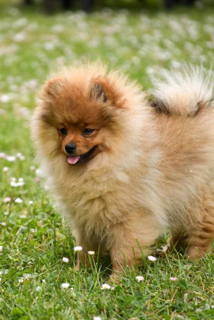 du Domaine Des Crocs Fideles - Chiots disponibles - Spitz allemand
